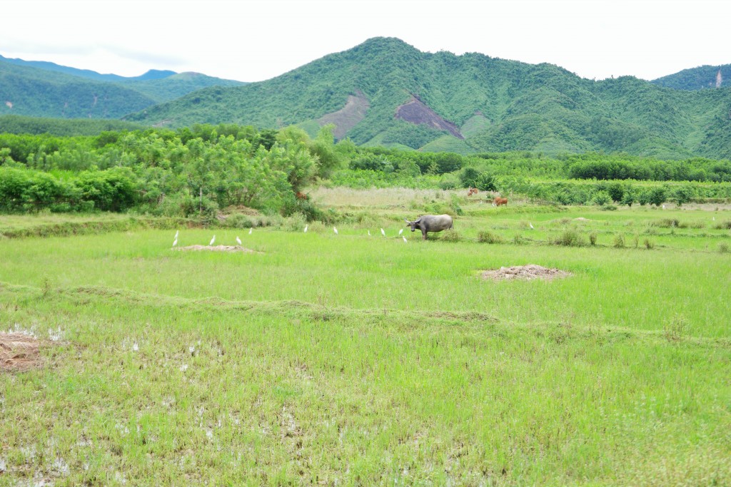Quế Trung, Nông Sơnの田と山